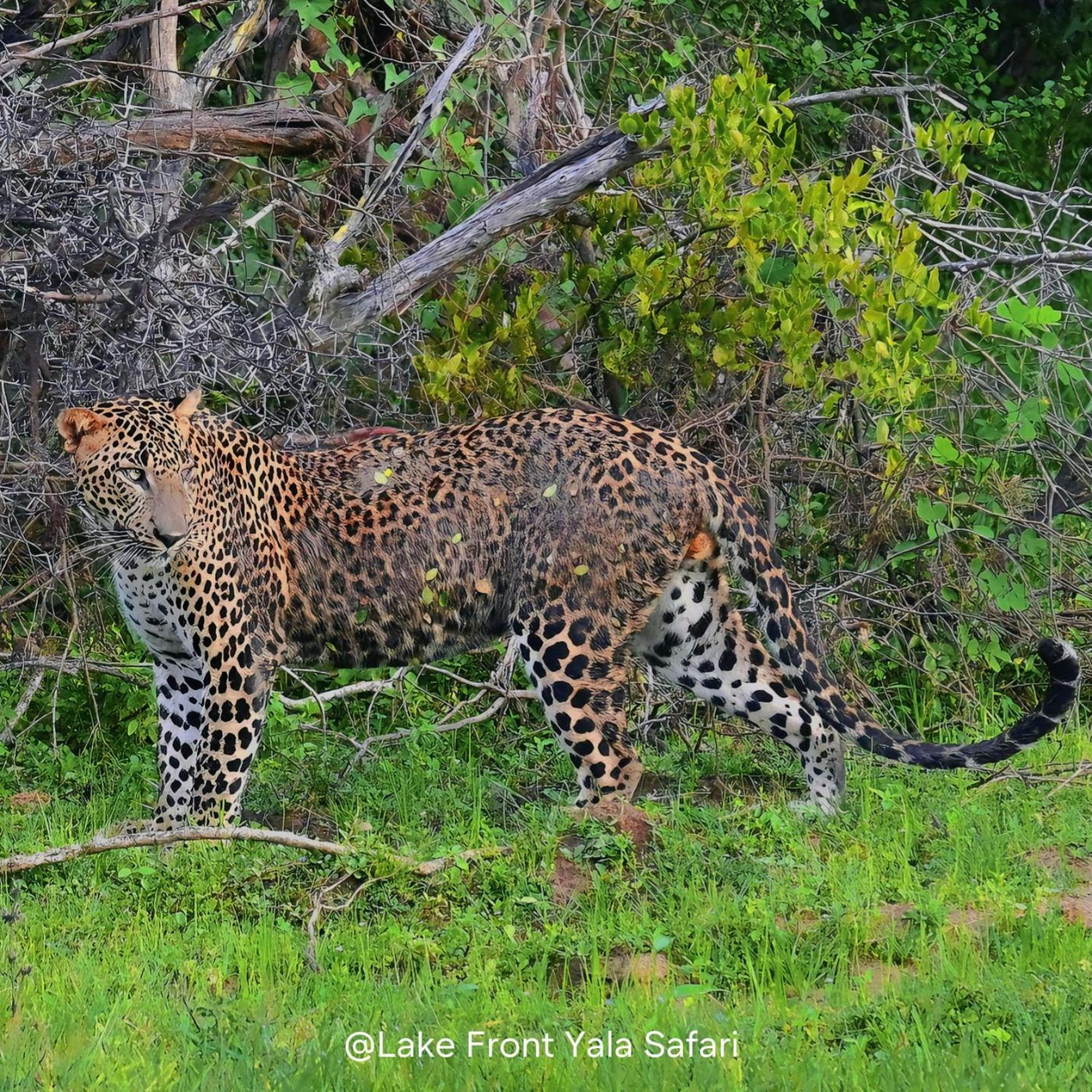 Lake Front Yala Safari Kataragama Eksteriør bilde